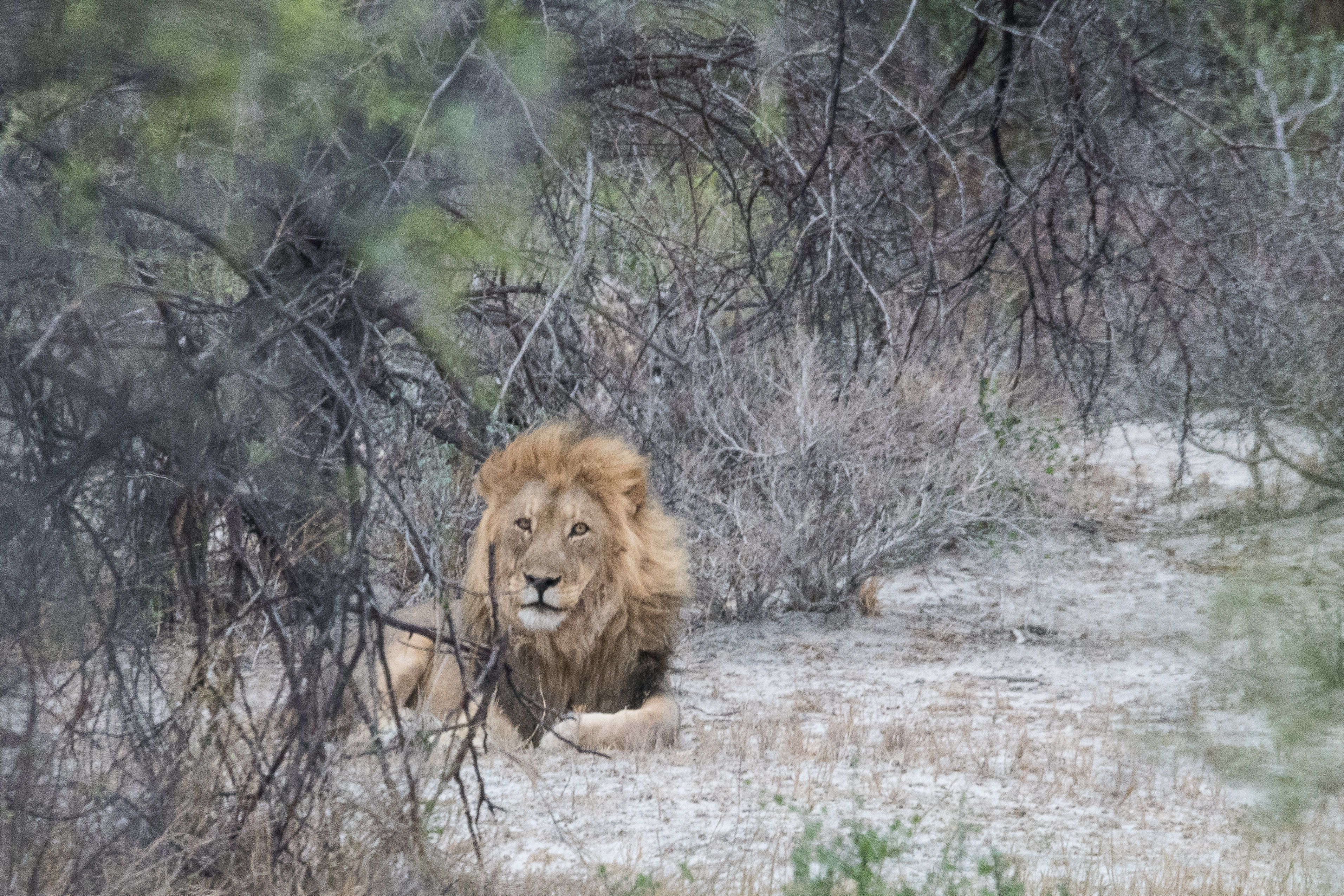 Lion d'Afrique (Lion, Panthera leo), mâle adulte de 4 ans se reposant dans un tailliis, Onguma Nature Reserve, Etosha, Namibie.